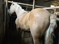 Mare, Horses — photo 1