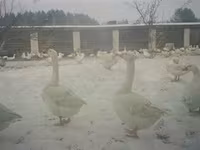 Geese — photo 1