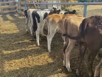 Cow, Holstein breed — photo 1