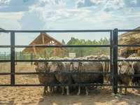 公羊, Kuibyshev sheep — 照片 1