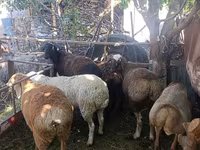 Sheep, Rhon sheep — photo 1