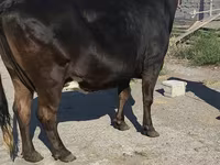 Vaca, Raza Holstein — foto 1