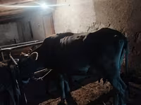 Cow, Swiss cattle — photo 4