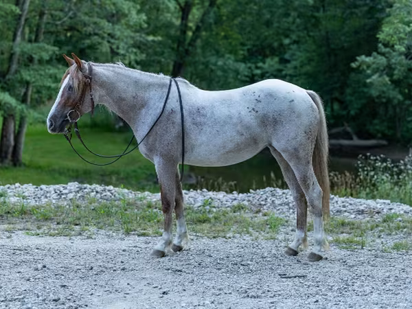 Бие, Quarter Horse