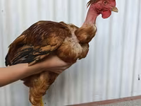 Chickens — الصورة 1