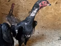 Chickens — الصورة 6