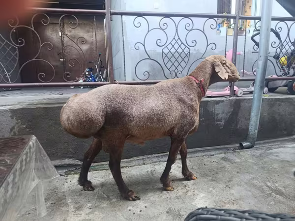 भेड़, भेड़ — उज़्बेकिस्तान