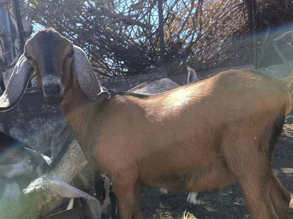 Теке, Nubian Goat — Қазақстан