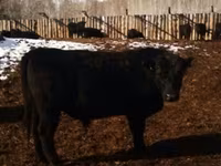 Cow, Aberdeen-Angus — photo 8