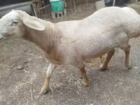 Ram, Arashan sheep — photo 7