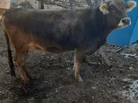 بقرة, Swiss cattle — الصورة 2