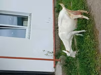 Goat, Goats — photo 6