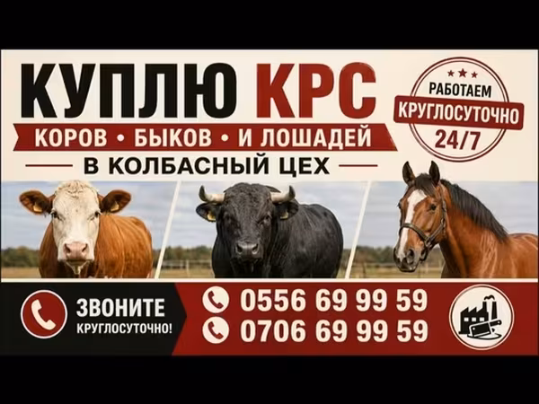 Бұқа, Ірі қара