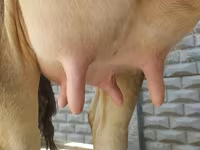 Сиыр, Swiss cattle — 2-сурет