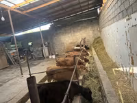 Сиыр, Swiss cattle — 5-сурет