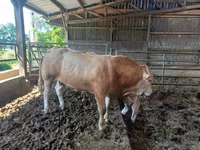 Бұқа, Blonde d’Aquitane cattle — 5-сурет