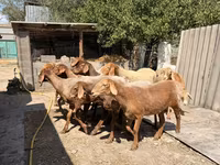 Sheep, Baerchuke sheep — photo 1