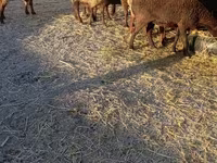 Sheep, Sheep — photo 4