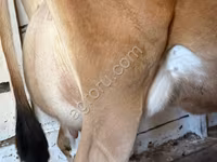 Cow, Jersey breed — photo 3