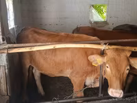 Vaca, Raza Alatau — foto 3