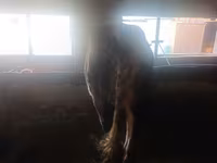 Vaca, Ganado vacuno — foto 4