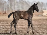 Hengst, Trakehner — Foto 1