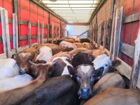 Kuh, Simmental cattle — Foto 4