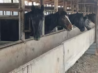 Айғыр, Horse breed — 6-сурет
