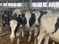 Cow, Holstein breed — photo 3