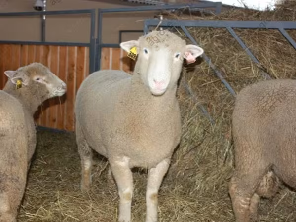 كبش, Dorset horn sheep