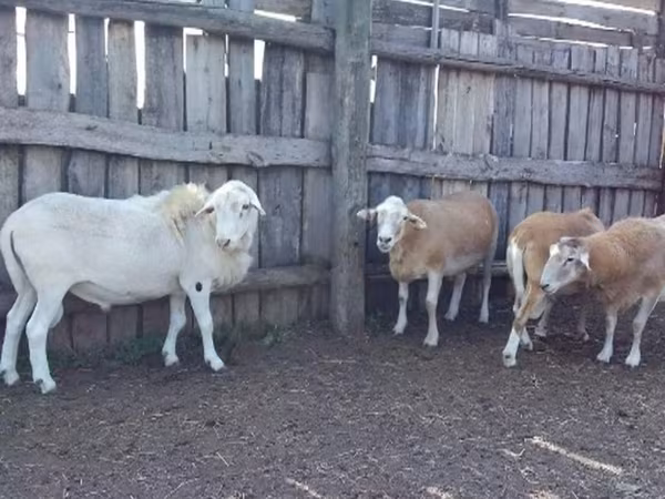 Widder, Katum sheep