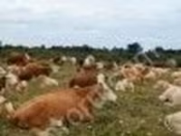 公牛, Simmental cattle — 照片 2