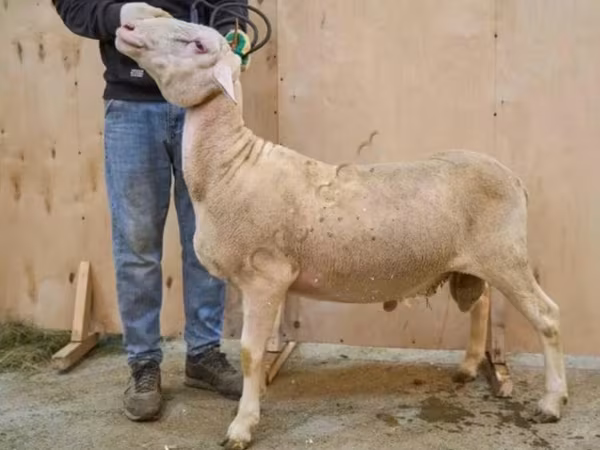 Қошқар, Lacaune sheep