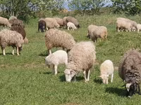 Қошқар, Edilbay sheep — 6-сурет