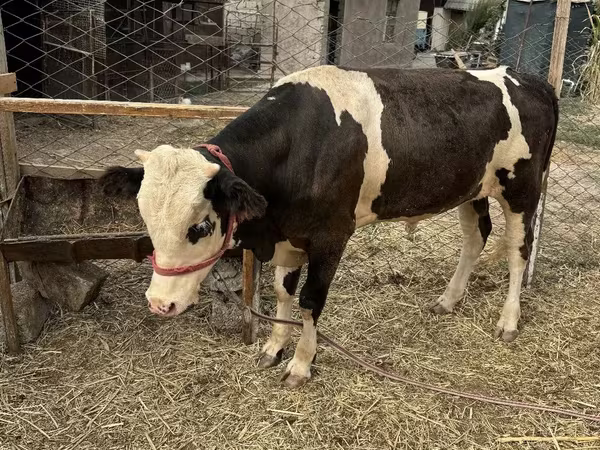 公牛, Holstein breed