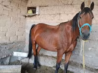 Mare, Horses — photo 3