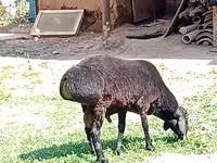 Ram, Rhon sheep — photo 4