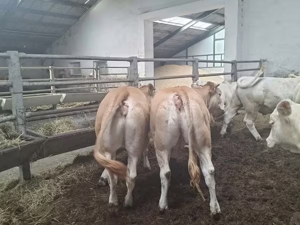 Vaca, Blonde d’Aquitane cattle