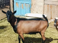 Теке, Nubian Goat — 4-сурет