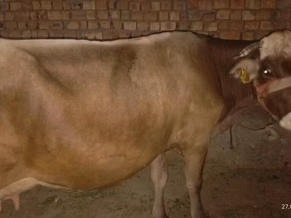 Сиыр, Ukrainian Brown Dairy Cattle