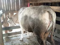 Сиыр, Simmental cattle — 2-сурет
