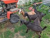 عنزة, Nubian Goat — الصورة 6