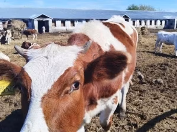 بقرة, سلالة هولشتاين — روسيا