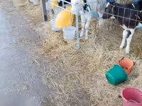 Бұқа, Swiss cattle — 6-сурет