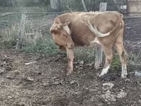 Kuh, Latvian Blue cattle — Foto 3