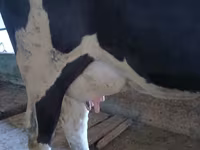 母牛, Russian Black pied cattle — 照片 2