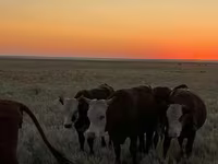 Bull, Cattle — photo 7