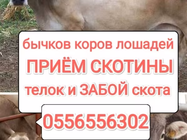 Бұқа, Ірі қара