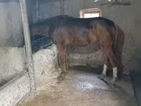 घोड़ा, Thoroughbred horse — फ़ोटो 4