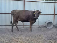 Сиыр, Swiss cattle — 2-сурет